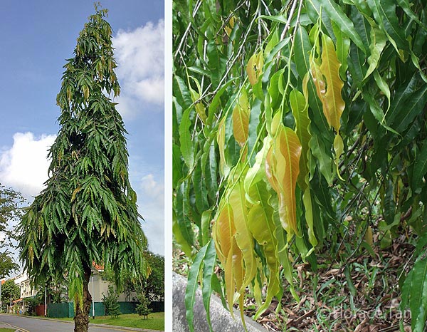 Qualified Asoka | गुणकारी अशोका