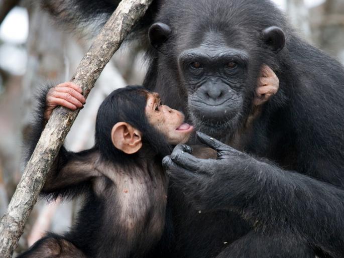 Another chimpanzee kid adopt chimpanzee | चिम्पॅझीने घेतले दुसर्‍या चिम्पॅझीचे मुल दत्तक