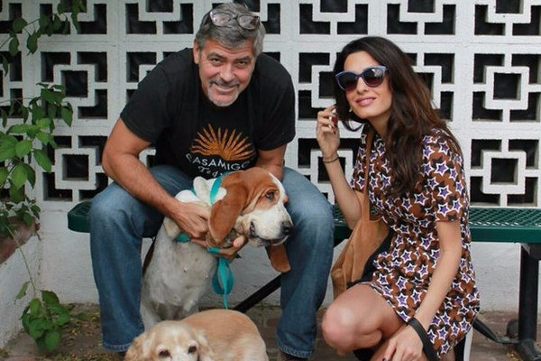 Colony adopted the dog took the dog | कॉलनी दाम्पत्याने कुत्रा घेतला दत्तक Colony adopted the dog took the dog | कॉलनी दाम्पत्याने कुत्रा घेतला दत्तक