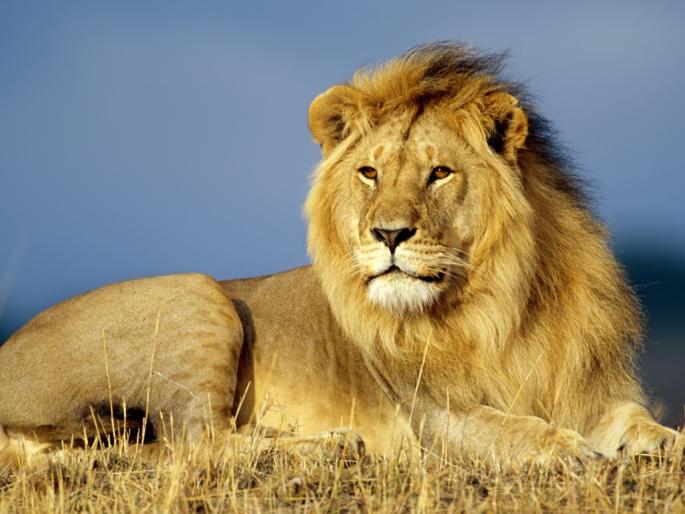 The secret of leadership qualities unleashed by animals | प्राण्यांमुळे उलगडले नेतृत्व गुणाचे रहस्य