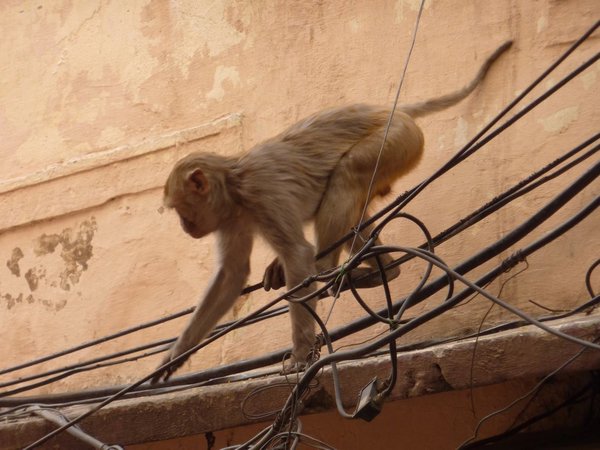 For a monkey, the entire country is in the dark | ​एका माकडामुळे संपूर्ण देश अंधारात