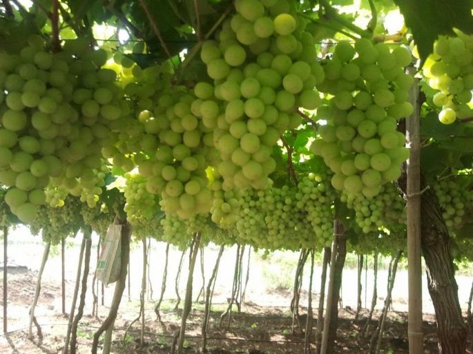 This home remedy for regular shift | नियमीत पाळीसाठी हे घरगुती उपाय