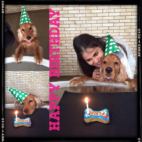 Riteish's Flash's Birthday | रितेशच्या फ्लॅश चा बर्थडे