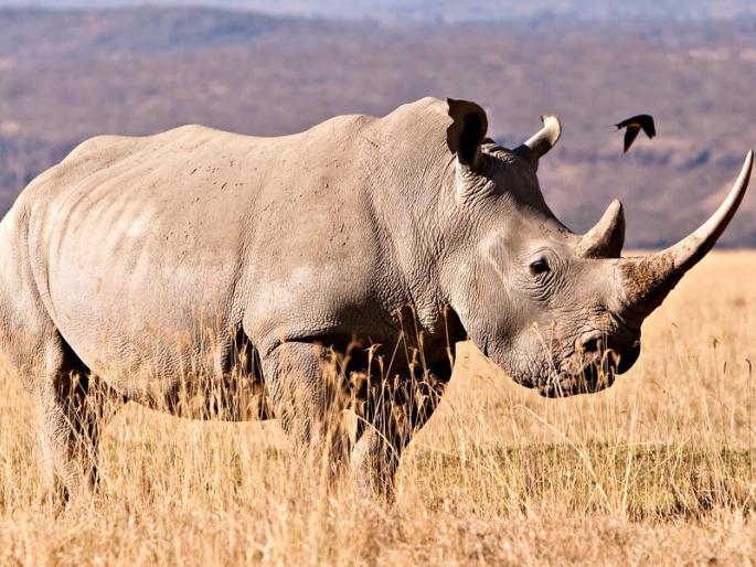 Last year, the record of 1,300 rhymes was slaughtered | ​गेल्या वर्षी १३०० गेंड्यांची विक्रमी कत्तल