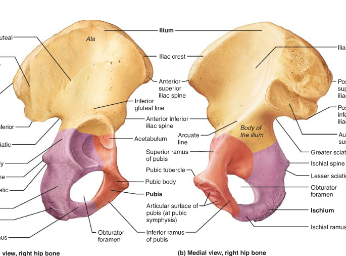 Intellect depends on the structure of the brain | मेंदूच्या संरचनेवर अवलंबून असते बुद्धिमत्ता