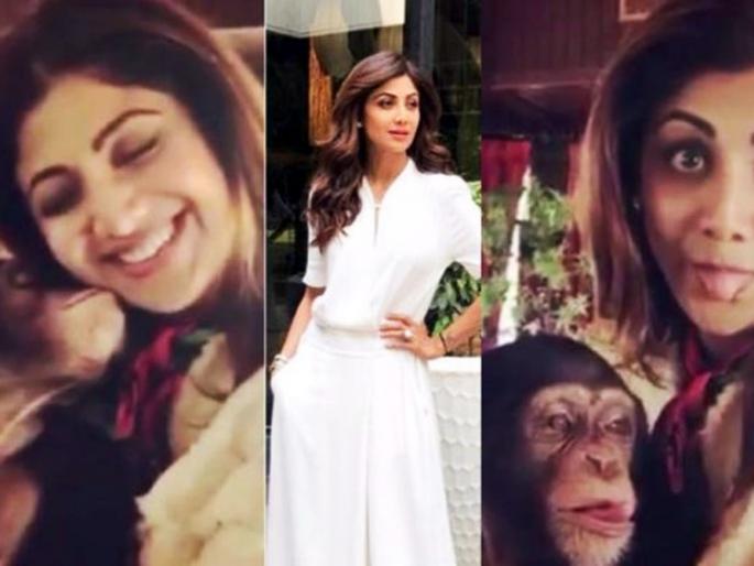 Netizens shouted Shilpa Shetty, who shared the video with Chimpanzee, but why? | चिंपाजीबरोबर व्हिडीओ शेअर करणाºया शिल्पा शेट्टीला नेटिझन्सनी फटकारले, पण का?