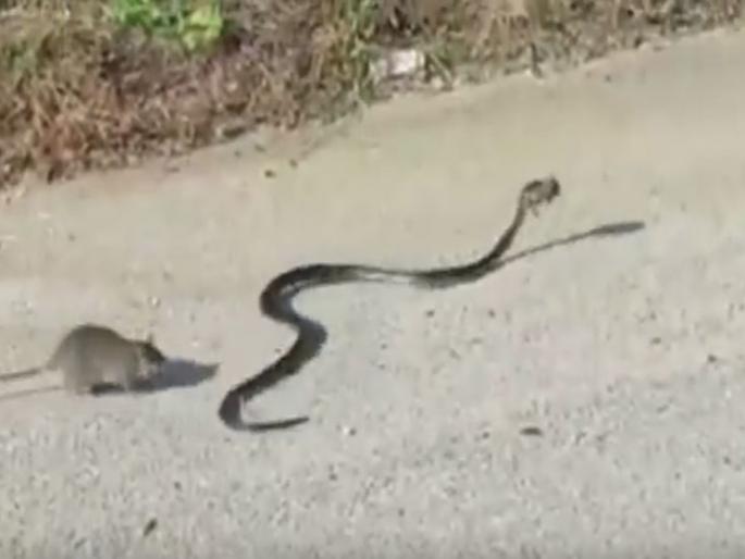VIDEO: The attack of a lion snake to save the pigeon | VIDEO : पिलाला वाचविण्यासाठी उंदराचा सापावर हल्ला VIDEO: The attack of a lion snake to save the pigeon | VIDEO : पिलाला वाचविण्यासाठी उंदराचा सापावर हल्ला