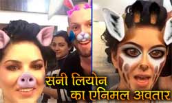 Sunny Leoni in the animal loo | सनी लिओनी प्राण्यांच्या लूकमध्ये Sunny Leoni in the animal loo | सनी लिओनी प्राण्यांच्या लूकमध्ये