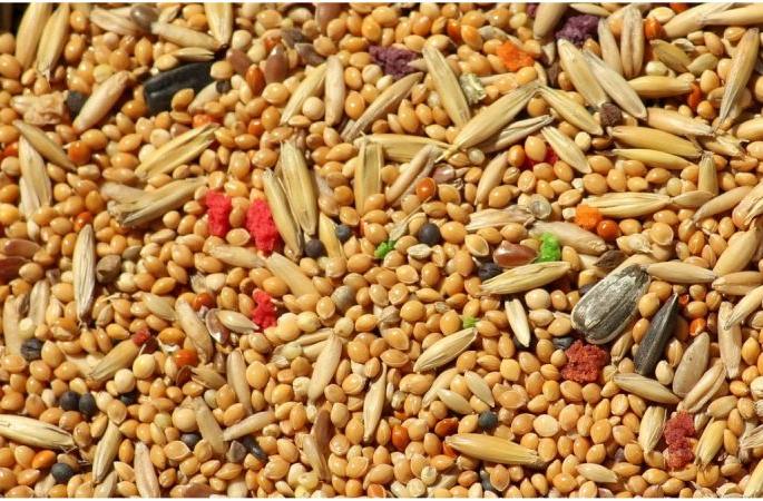 The productivity of coarse grains is not the same | भरडधान्याची उत्पादकताच ठरली नाही The productivity of coarse grains is not the same | भरडधान्याची उत्पादकताच ठरली नाही