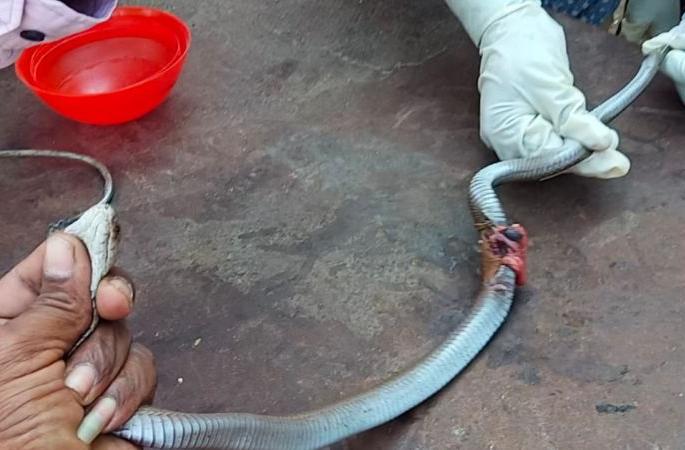 Survived the life of the injured snake by surgery | जखमी नागास शस्त्रक्रिया करून दिले जीवदान