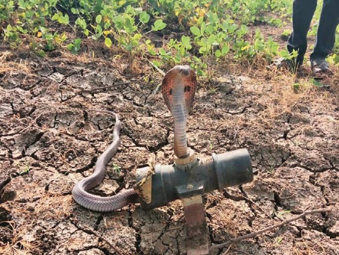 Cobras shelter in sprinkler sets as heat rises; The farmer panicked | गर्मी वाढली, कोब्राने घेतला स्पिंकलर सेटचा आश्रय; शेतकऱ्याची उडाली घाबरगुंडी