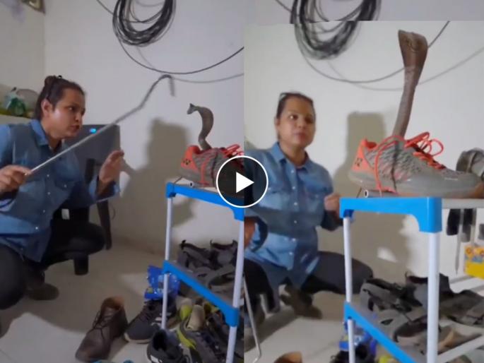Cobra hiding inside a shoe lunges at woman trying to rescue it video goes viral on social media | Viral Video: शुजमध्ये लपून बसला होता कोब्रा, हात लावताच झपकन बाहेर आला अन् फणा काढुन उभा राहिला Cobra hiding inside a shoe lunges at woman trying to rescue it video goes viral on social media | Viral Video: शुजमध्ये लपून बसला होता कोब्रा, हात लावताच झपकन बाहेर आला अन् फणा काढुन उभा राहिला