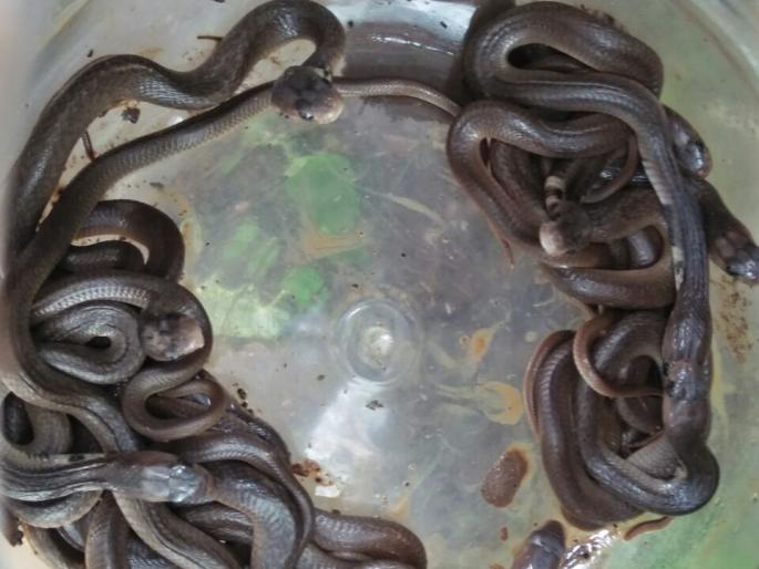 33 cobra found in Khamgaon | खामगावात आढळली नागाची ३३ पिले 33 cobra found in Khamgaon | खामगावात आढळली नागाची ३३ पिले