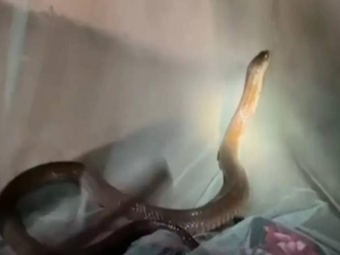 viral news I slept all night on the bed next to the snake, and in the morning I was shocked as soon as I opened my eyes, this is what happened | बापरे! रात्रभर बेडवर नागाजवळ झोपला, सकाळी डोळं उघडताच धक्का बसला, घडलं असं...
