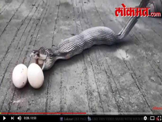 VIDEO: Bitten by two chickens, got 9 eggs | VIDEO : दोन कोंबड्यांना दंश करून कोब्राने गिळली 9 अंडी VIDEO: Bitten by two chickens, got 9 eggs | VIDEO : दोन कोंबड्यांना दंश करून कोब्राने गिळली 9 अंडी