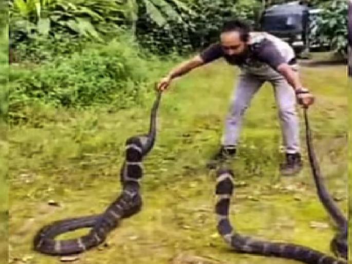 Photo with King Cobra Crime against two people from Satara | किंग कोब्रासोबत फोटो; साताऱ्यातील दोघांवर गुन्हा, कोडगू येथील फॉरेस्ट मोबाइल पथकाच्या अधिकाऱ्यांनी तीव्र केला तपास Photo with King Cobra Crime against two people from Satara | किंग कोब्रासोबत फोटो; साताऱ्यातील दोघांवर गुन्हा, कोडगू येथील फॉरेस्ट मोबाइल पथकाच्या अधिकाऱ्यांनी तीव्र केला तपास