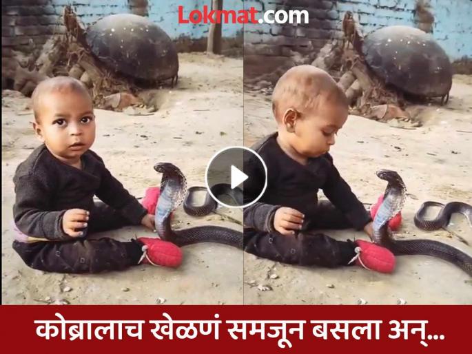 Video: Little boy plays with a king cobra like a toy! You'll be shocked to see what happens next | Video : खेळणं समजून किंग कोब्राशी खेळत बसला चिमुकला! पुढे जे घडतंय ते बघून तुम्हालाही होईल धाकधूक Video: Little boy plays with a king cobra like a toy! You'll be shocked to see what happens next | Video : खेळणं समजून किंग कोब्राशी खेळत बसला चिमुकला! पुढे जे घडतंय ते बघून तुम्हालाही होईल धाकधूक