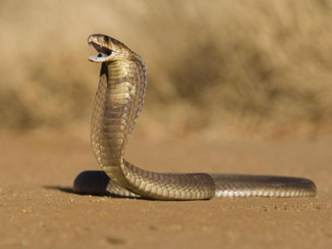 bengaluru snake in bag boy walks 1km to school | अबब! बॅगेत कोब्रा घेऊन शाळेत पोहोचला विद्यार्थी bengaluru snake in bag boy walks 1km to school | अबब! बॅगेत कोब्रा घेऊन शाळेत पोहोचला विद्यार्थी