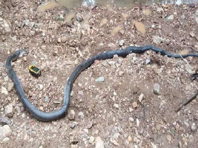 Rare King Cobra crushed, incident in Dodamarg area | दुर्मिळ किंग कोब्राला ठेचून मारले, दोडामार्ग परिसरातील घटना Rare King Cobra crushed, incident in Dodamarg area | दुर्मिळ किंग कोब्राला ठेचून मारले, दोडामार्ग परिसरातील घटना