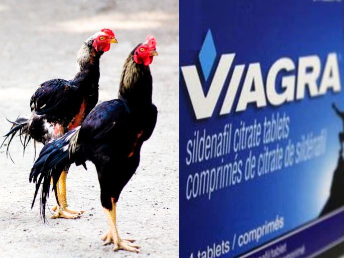 Viagra, Shilajit given to Fighter Cocks before Sankrant fight andhrapradesh; If asked, the owner says they beacem weak | संक्रांतीपूर्वी कोंबड्यांना दिली जातेय व्हायग्रा, शिलाजित; विचारले तर मालक सांगतायत... Viagra, Shilajit given to Fighter Cocks before Sankrant fight andhrapradesh; If asked, the owner says they beacem weak | संक्रांतीपूर्वी कोंबड्यांना दिली जातेय व्हायग्रा, शिलाजित; विचारले तर मालक सांगतायत...