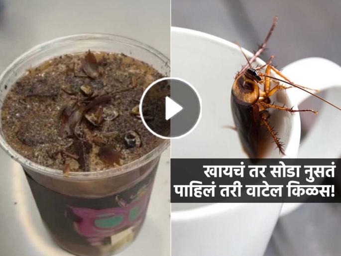 cockroach coffee with mealworm powder viral insect museum Beijing | Video - मेलेलं झुरळ, वर कीटकांची पावडर... कॉकरोच कॉफी तुफान व्हायरल, जाणून घ्या किंमत
