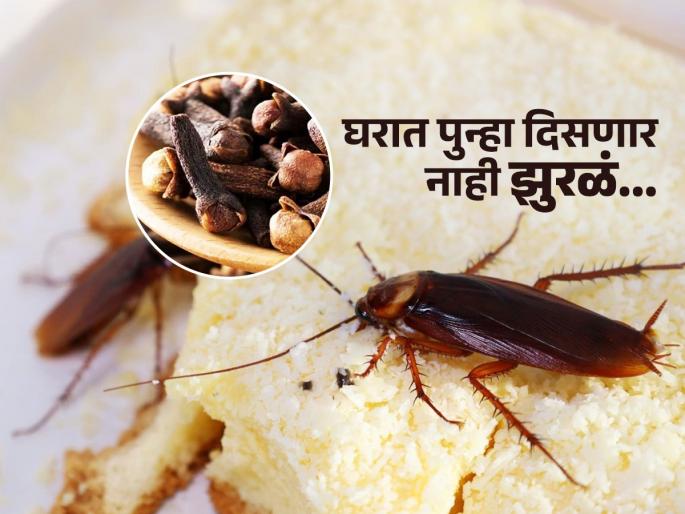 Beast and easy homemade remedy to get rid of cockroach from house | घरात पुन्हा डोळ्यांनी दिसणार नाही झुरळं, एक्सपर्टनी सांगितला सोपा आणि स्वस्त एक उपाय