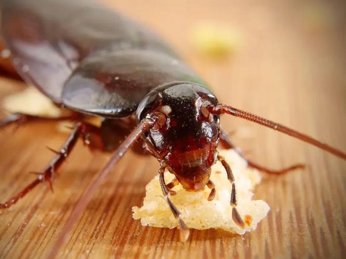 Easy and natural tips to get rid of cockroach | घराच्या कानाकोपऱ्यातून झुरळांना 'असा' दाखवा बाहेरचा रस्ता, नेहमीची डोकेदुखी करा दूर! Easy and natural tips to get rid of cockroach | घराच्या कानाकोपऱ्यातून झुरळांना 'असा' दाखवा बाहेरचा रस्ता, नेहमीची डोकेदुखी करा दूर!