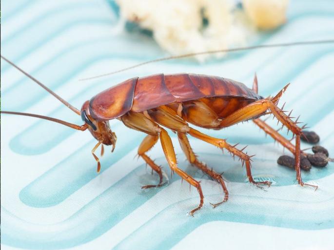 A cockroach entered the sleeping person's nose and what happened next, even the doctor was shocked in china | झोपलेल्या व्यक्तीच्या नाकात झुरळ शिरले अन् पुढे जे काही घडले, ते पाहून डॉक्टरही चक्रावून गेले! A cockroach entered the sleeping person's nose and what happened next, even the doctor was shocked in china | झोपलेल्या व्यक्तीच्या नाकात झुरळ शिरले अन् पुढे जे काही घडले, ते पाहून डॉक्टरही चक्रावून गेले!