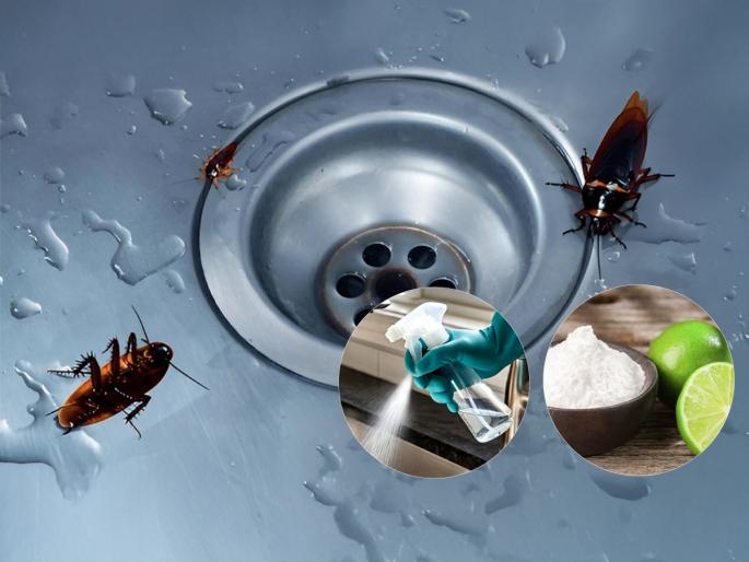 How To Get Rid Of Cockroaches In Kitchen Sink Jali By Homemade Spray Home Remedies for Cockroaches Control in Kitchen Get rid of cockroaches from kitchen permanently best homemade spray to kill cockroaches | किचन सिंकच्या पाईपमधून झुरळं घरभर येतात? वापरा 'हा' होममेड स्प्रे - खिशाला परवडणारा असरदार उपाय...