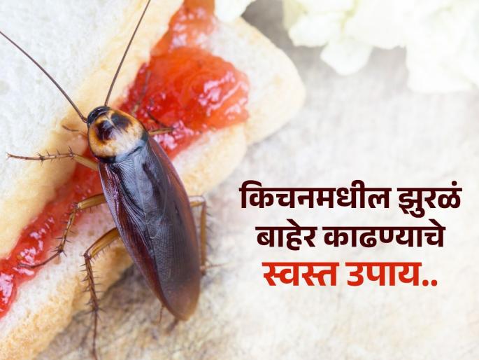 2 effective home remedies to get rid of cockroaches from your kitchen by Masterchef Pankaj Bhadouria | स्वयंपाकघर झाले असेल झुरळांचा अड्डा तर मास्टरशेफने सांगितलेल्या या टिप्स तातडीने वाचा..