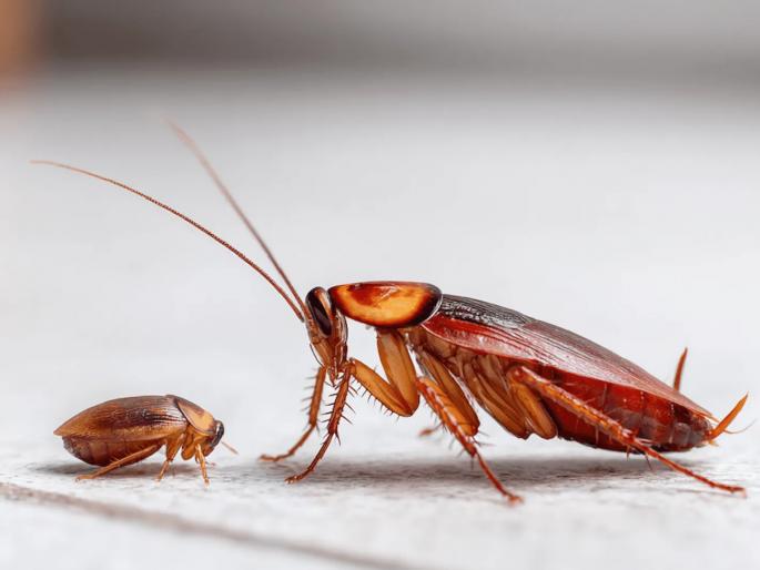 Cockroach Prajati कॉक्रोच जनता पार्टी आणि झुरळ उत्क्रांतीचे धडे; तरुणाईच्या रागाला मिळाली ...