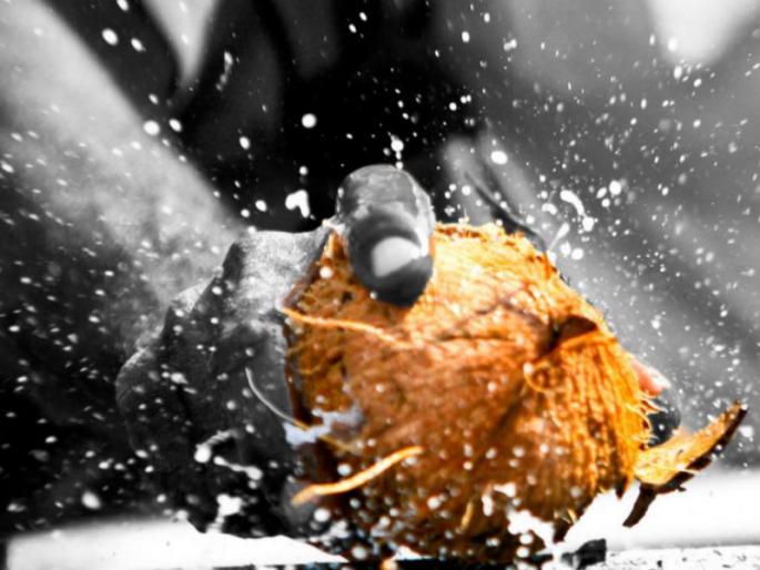 Such was the foresight of the great Indian sages after breaking coconuts in front of God in the temple! | मंदिरात देवासमोर नारळ फोडण्यामागे महान भारतीय ऋषींची अशी होती दूरदृष्टी! Such was the foresight of the great Indian sages after breaking coconuts in front of God in the temple! | मंदिरात देवासमोर नारळ फोडण्यामागे महान भारतीय ऋषींची अशी होती दूरदृष्टी!