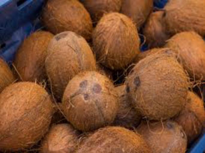 Coconut quality dropped due to heavy rains | अवकाळी पावसाने नारळाचा दर्जा घसरला Coconut quality dropped due to heavy rains | अवकाळी पावसाने नारळाचा दर्जा घसरला