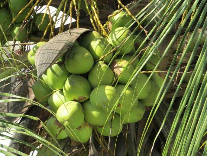 production of coconut drops by 7 percent in goa | बाहेरच्या नारळावरच बनतेय गोमंतकीयांची 'कढी'!; उत्पादनात ७ टक्क्यांची घसरण production of coconut drops by 7 percent in goa | बाहेरच्या नारळावरच बनतेय गोमंतकीयांची 'कढी'!; उत्पादनात ७ टक्क्यांची घसरण