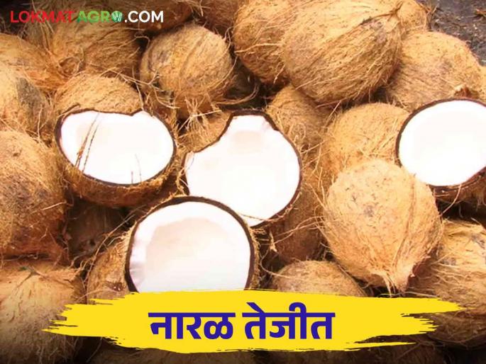 Coconut Market : Demand for coconut increased in Shravan, coconuts are coming from Andhra-Tamil Nadu, how is the rate going? | Coconut Market : श्रावणात नारळाची मागणी वाढली आंध्र-तामिळनाडूतून येतोय नारळ कसा मिळतोय दर Coconut Market : Demand for coconut increased in Shravan, coconuts are coming from Andhra-Tamil Nadu, how is the rate going? | Coconut Market : श्रावणात नारळाची मागणी वाढली आंध्र-तामिळनाडूतून येतोय नारळ कसा मिळतोय दर