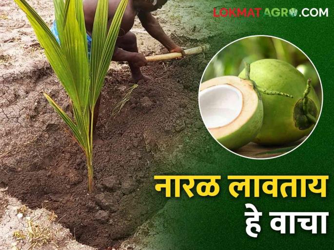 Coconut Cultivation: Planting coconuts; How to fill the pit for planting | Coconut Cultivation नारळ लावताय; लागवडीसाठी कसा भराल खड्डा