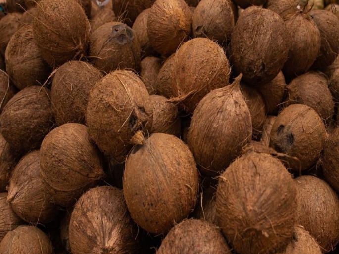 Coconut prices soar during Navratri festival! Despite a 10 to 15 percent increase in prices, 3 lakh coconuts are sold daily | नवरात्रोत्सवात नारळाचे दर तेजीत! दरात १० ते १५ टक्क्यांनी वाढ तरीही दररोज ३ लाख नारळांची विक्री