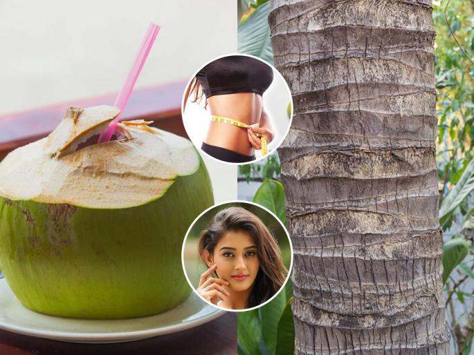 World Coconut Day 2025: Coconut is a multiuse tree , see the amazing and beautiful uses of every part of the coconut tree! | world coconut day 2025 : नारळ म्हणजे कल्पवृक्ष, पाहा नारळाच्या झाडाच्या प्रत्येक भागाचा विलक्षण सुंदर उपयोग!