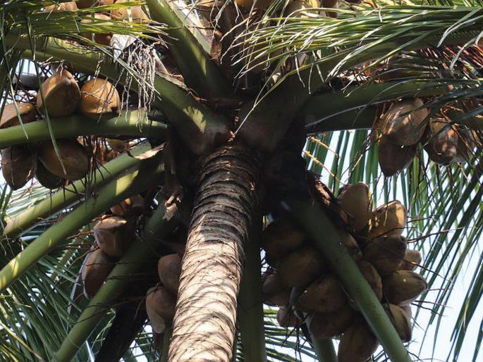 The number of traditional coconut crackers has decreased | पारंपरिक नारळ पाडेकऱ्यांची संख्या घटली The number of traditional coconut crackers has decreased | पारंपरिक नारळ पाडेकऱ्यांची संख्या घटली