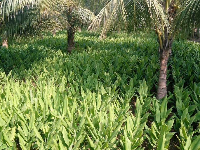 Coconut & Spices Crops Mixed Cropping System is profitable | नारळ - मसाला मिश्र पिकांची लागवड फायदेशीर