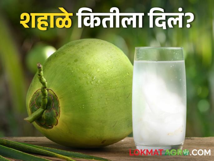 Latest News temperature increased, coconut water is preferred to drink, check market price | तापमान वाढलं, नारळ पाणी पिण्यास पसंती, बाजारात शहाळे काय भाव?  Latest News temperature increased, coconut water is preferred to drink, check market price | तापमान वाढलं, नारळ पाणी पिण्यास पसंती, बाजारात शहाळे काय भाव?
