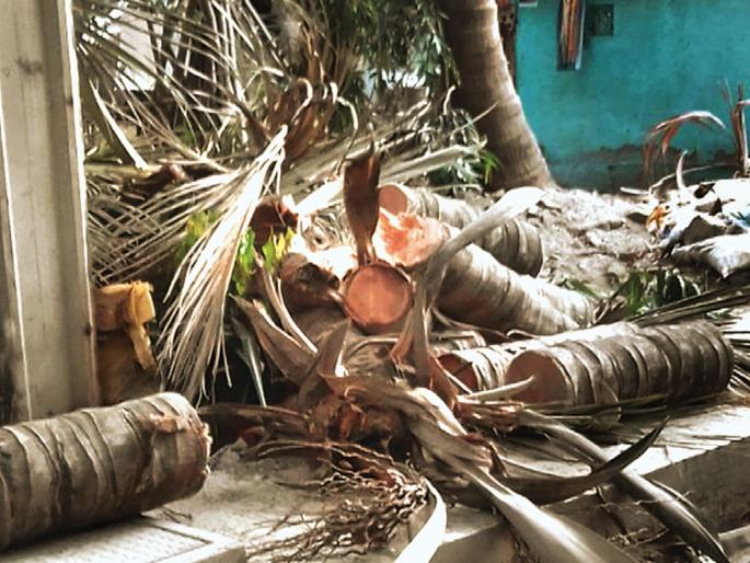 Slaughter of coconut tree 'poisonous' | ‘त्या’ विषप्रयोग झालेल्या नारळाच्या झाडाची कत्तल Slaughter of coconut tree 'poisonous' | ‘त्या’ विषप्रयोग झालेल्या नारळाच्या झाडाची कत्तल