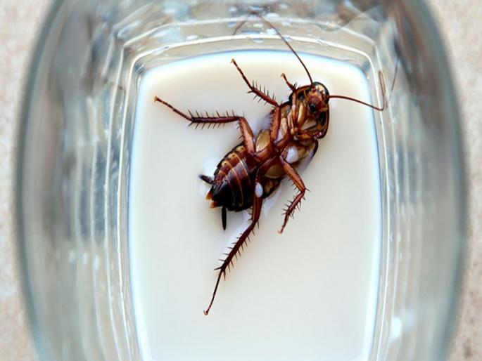 Why cockroach milk can never be the next superfood | ...म्हणून झुरळाचं दूध 'सुपरफूड' नाही!