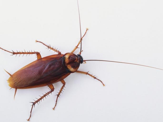 Guest Sues Hotel After Cockroach Crawls Into his Ear, Causes Hearing Loss | कानात झुरळ गेल्यामुळे झाला कायमचा बहिरा, थेट कोर्टात घेतली धाव...कशासाठी? वाचा सविस्तर