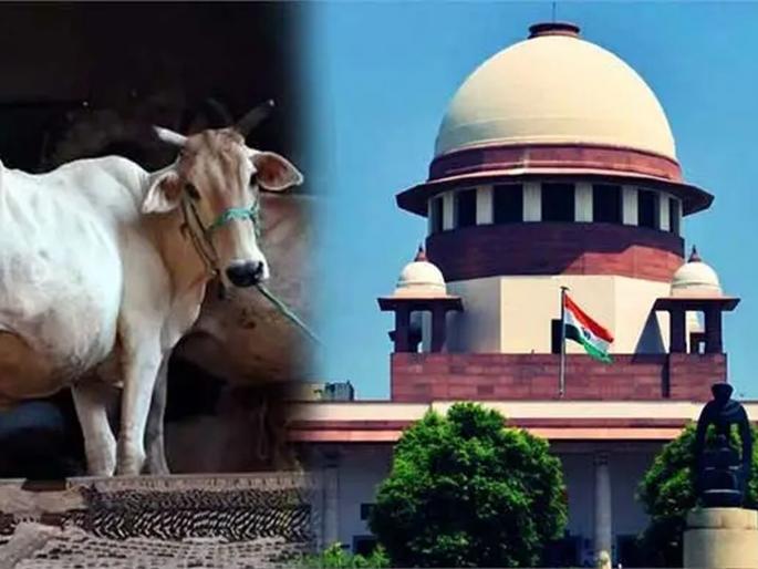 Does not calling cow a national animal undermine rights? The Supreme Court reprimanded | गाईला राष्ट्रीय पशू न म्हटल्याने हक्कांवर गदा येते? सर्वोच्च न्यायालयाने फटकारले Does not calling cow a national animal undermine rights? The Supreme Court reprimanded | गाईला राष्ट्रीय पशू न म्हटल्याने हक्कांवर गदा येते? सर्वोच्च न्यायालयाने फटकारले
