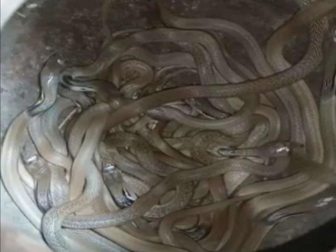 Heartbreaker! 41 cobras found in house; The forest department did not come, villagers killed all snakes | हृदयद्रावक! घरात 41 कोब्रा सापडले; वनविभाग आला नाही, अखेर गावकऱ्यांनी 'हा' निर्णय घेतला Heartbreaker! 41 cobras found in house; The forest department did not come, villagers killed all snakes | हृदयद्रावक! घरात 41 कोब्रा सापडले; वनविभाग आला नाही, अखेर गावकऱ्यांनी 'हा' निर्णय घेतला