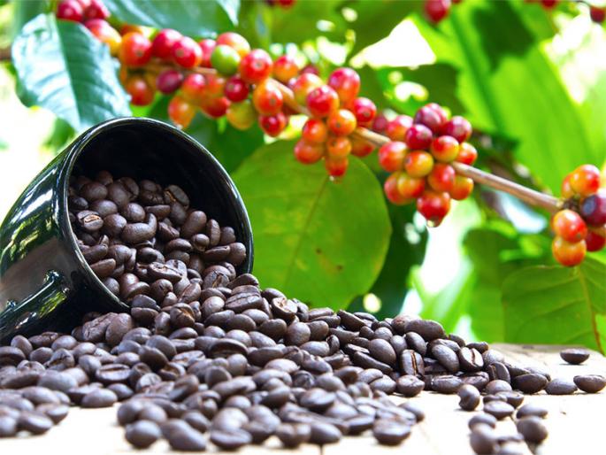 International Coffee Day: When exactly coffee invented? Who made the first coffee? And where? history of cofee.. | कॉफीचा शोध नक्की लागला कधी? कुणी बनवली पहिली कॉफी? आणि कुठे?
