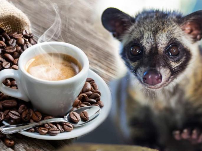 The Disturbing Secret Behind the World’s Most Expensive Coffee | बाबो! एका प्राण्याच्या विष्ठेपासून तयार केली जाते जगातली सर्वात महागडी कॉफी! The Disturbing Secret Behind the World’s Most Expensive Coffee | बाबो! एका प्राण्याच्या विष्ठेपासून तयार केली जाते जगातली सर्वात महागडी कॉफी!
