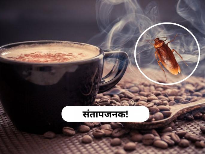 Mochar Insect किळसवाणं! प्रसिद्ध कॅफेच्या कॉफीमध्ये सापडलं झुरळ; धक्कादायक प्रकाराने ...