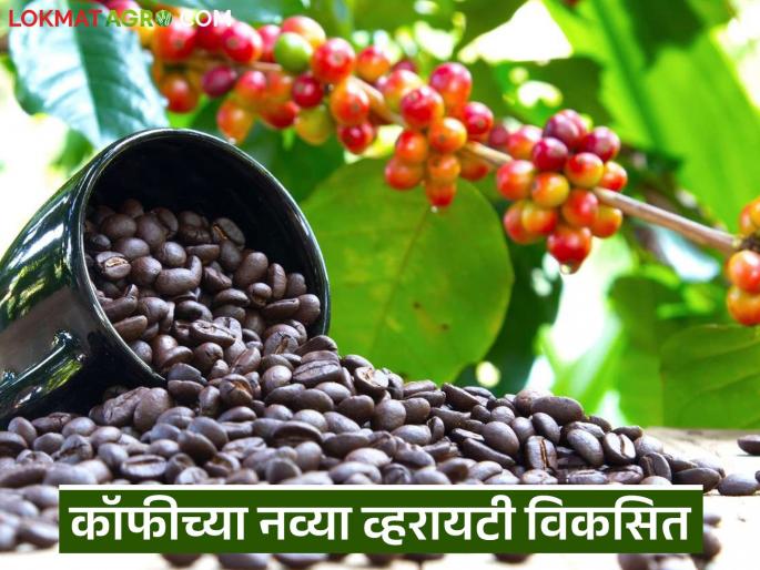 latest news CCRI produces two new Arabica coffee varieties see their characteristics? | Coffee Variety : CCRI कडून कॉफीच्या दोन नवीन अरेबिका जातींची निर्मिती, काय आहेत वैशिष्ट्ये latest news CCRI produces two new Arabica coffee varieties see their characteristics? | Coffee Variety : CCRI कडून कॉफीच्या दोन नवीन अरेबिका जातींची निर्मिती, काय आहेत वैशिष्ट्ये